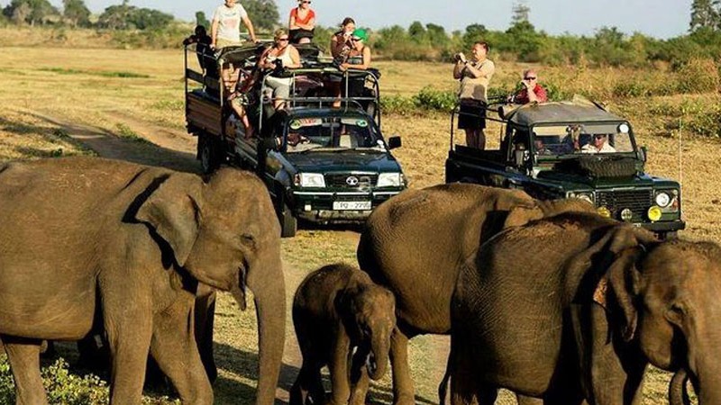 Safari
